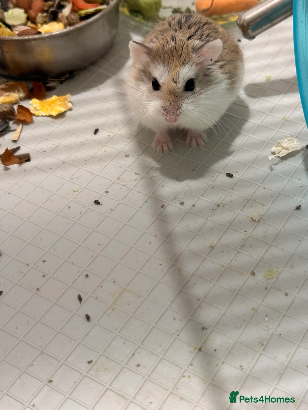 Hamster rodents for sale: Roborovski hamster  - Advert 3