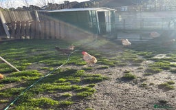 Hens poultry for sale: Mixed flock of back yard hens - Image 2