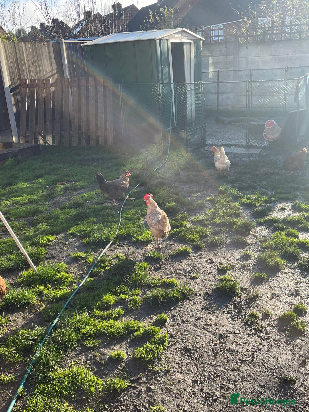 Hens poultry for sale: Mixed flock of back yard hens - Image 2
