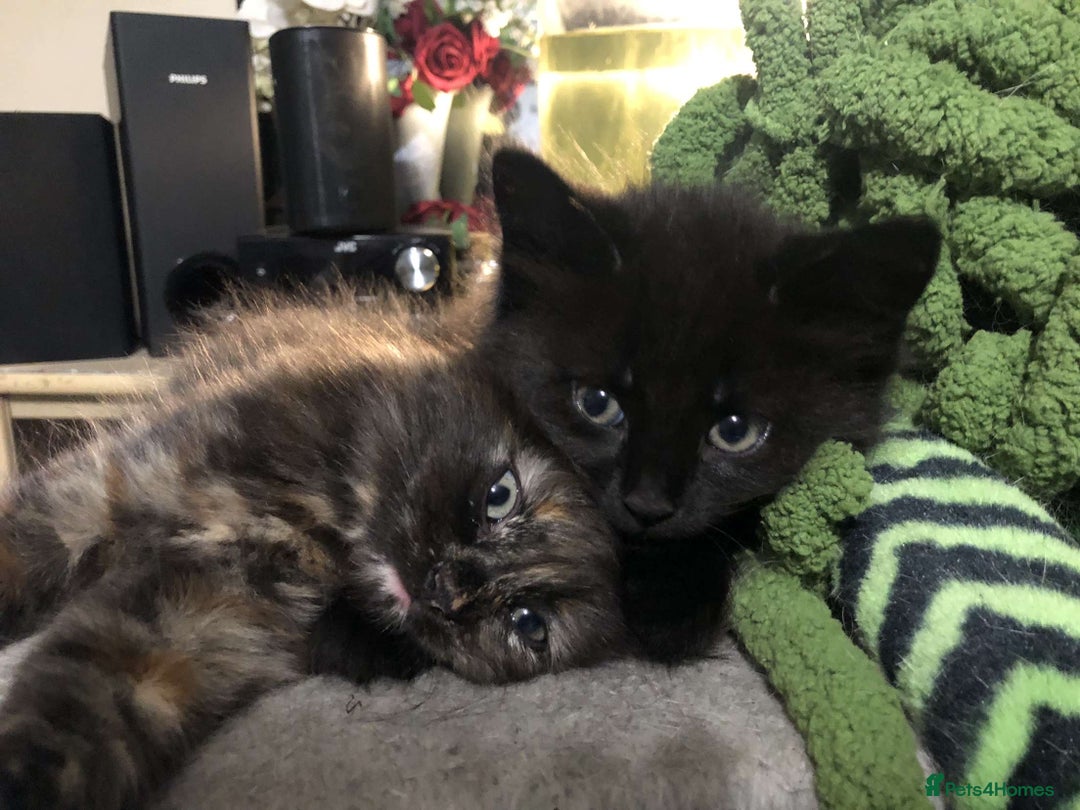 British Longhair cats for sale: kittens available now! - Image 1