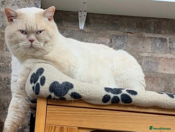British Shorthair cats in March - Advert 18