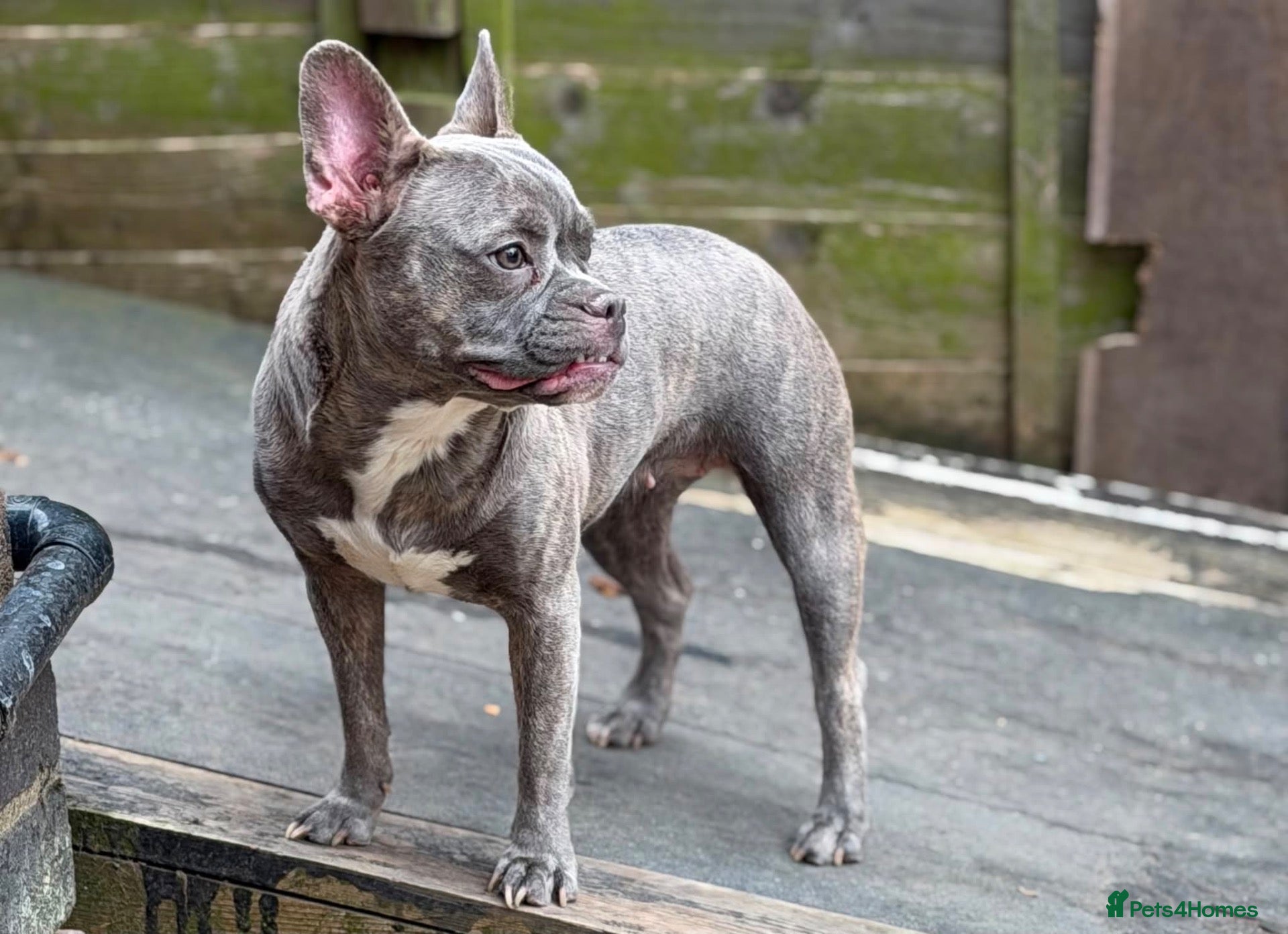 Mixed Breed dogs French bulldog cross - Advert 6