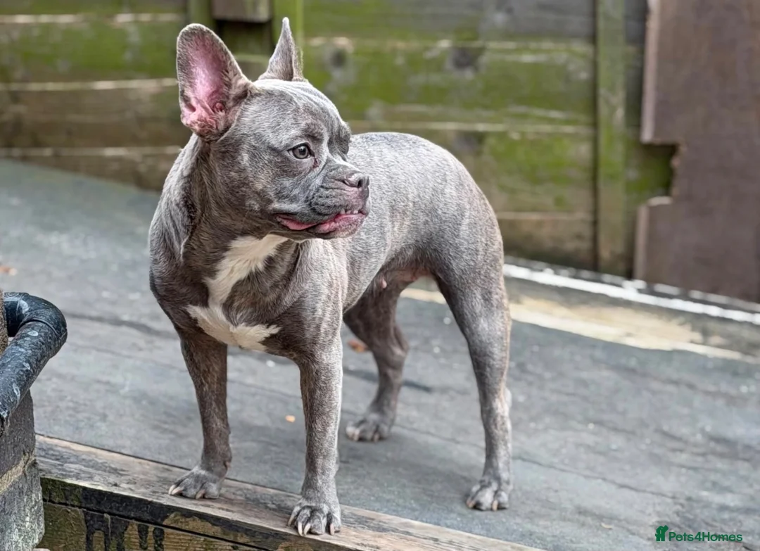 Mixed Breed dogs for sale: French bulldog cross in Ilkeston - Advert 1