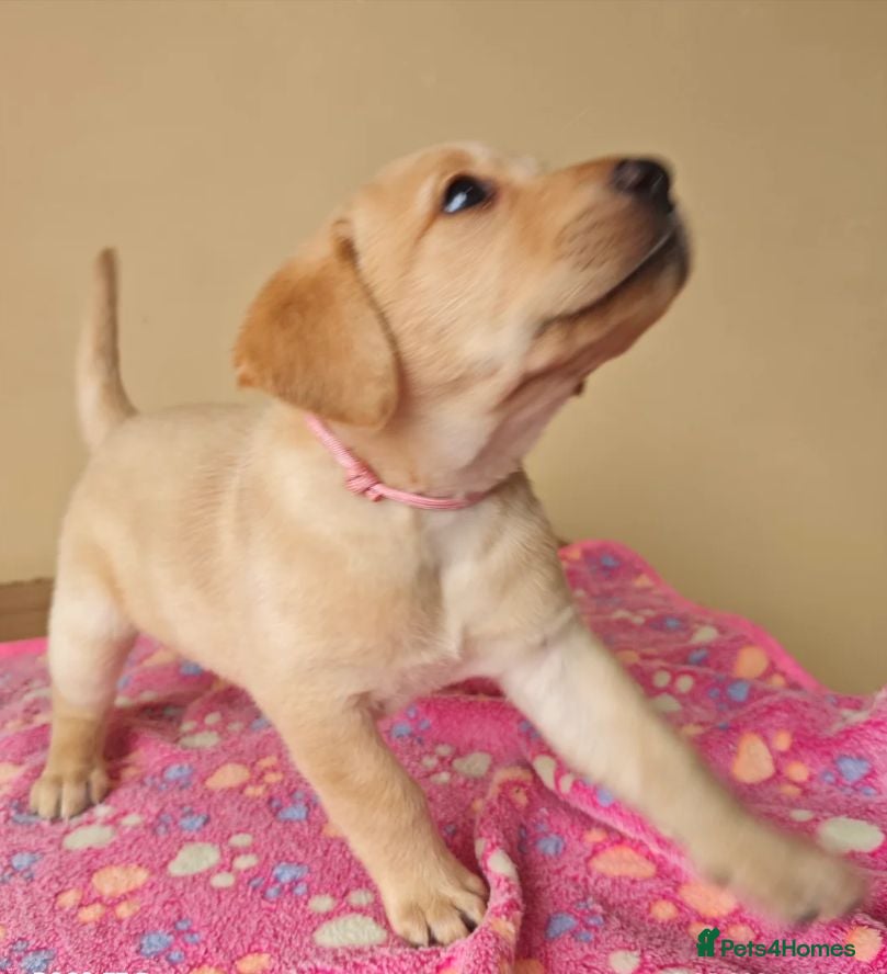 Labrador Retriever dogs Adorable Black & Yellow Labrador Companions - Advert 8