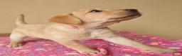 Labrador Retriever dogs for sale: Adorable Black & Yellow Labrador Companions in Paisley - Advert 1