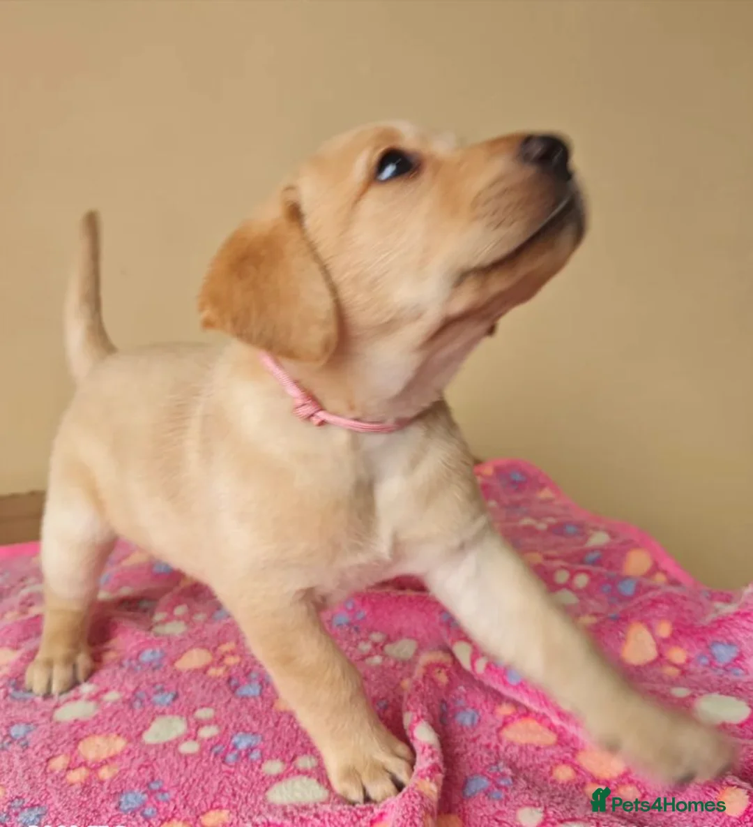 Labrador Retriever dogs for sale: Adorable Black & Yellow Labrador Companions in Paisley - Advert 1