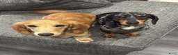 Dachshund dogs for sale: dachshund puppies For sale  - Advert 3