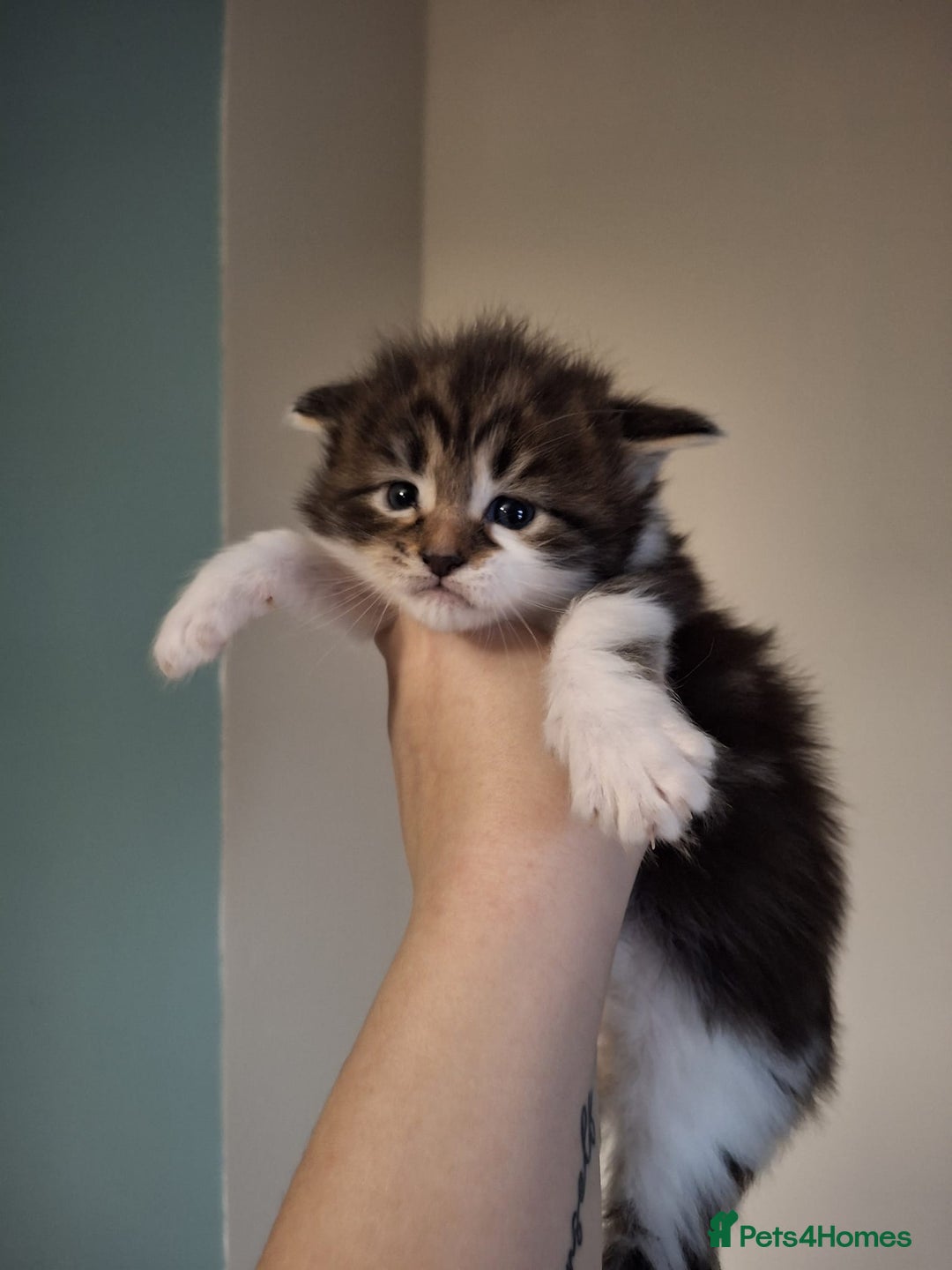 Maine Coon cats for sale: Beautiful Maine Coon Kittens  - Advert 8