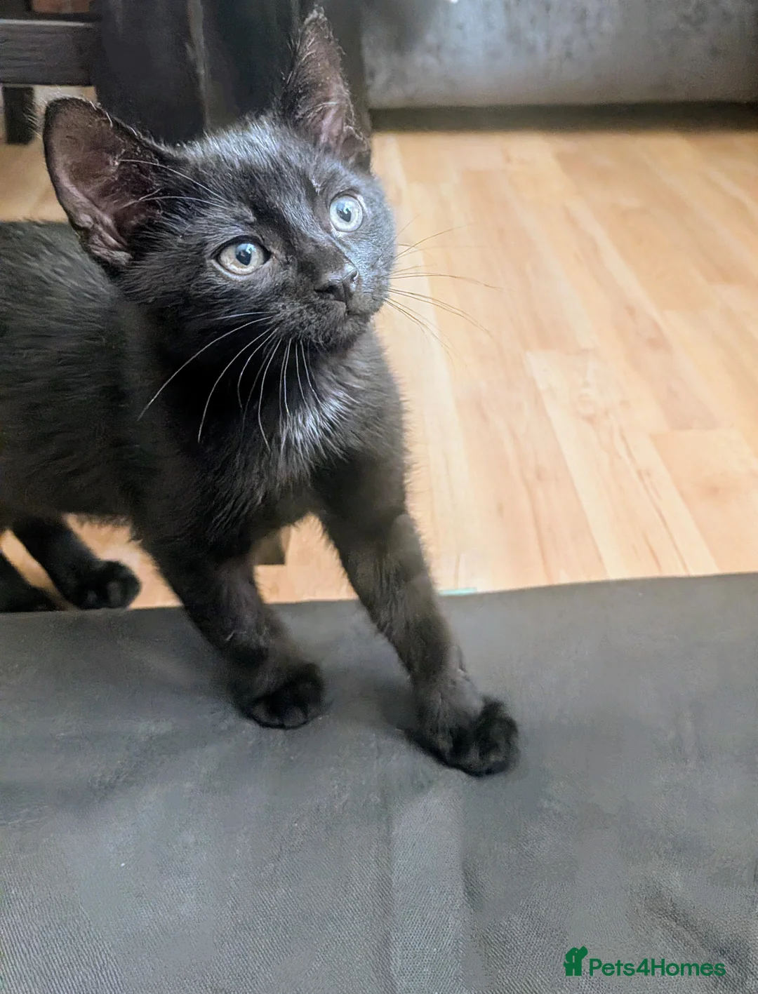 British Shorthair cats for sale: Rehoming our beloved 12 weeks old kittens - Advert 2