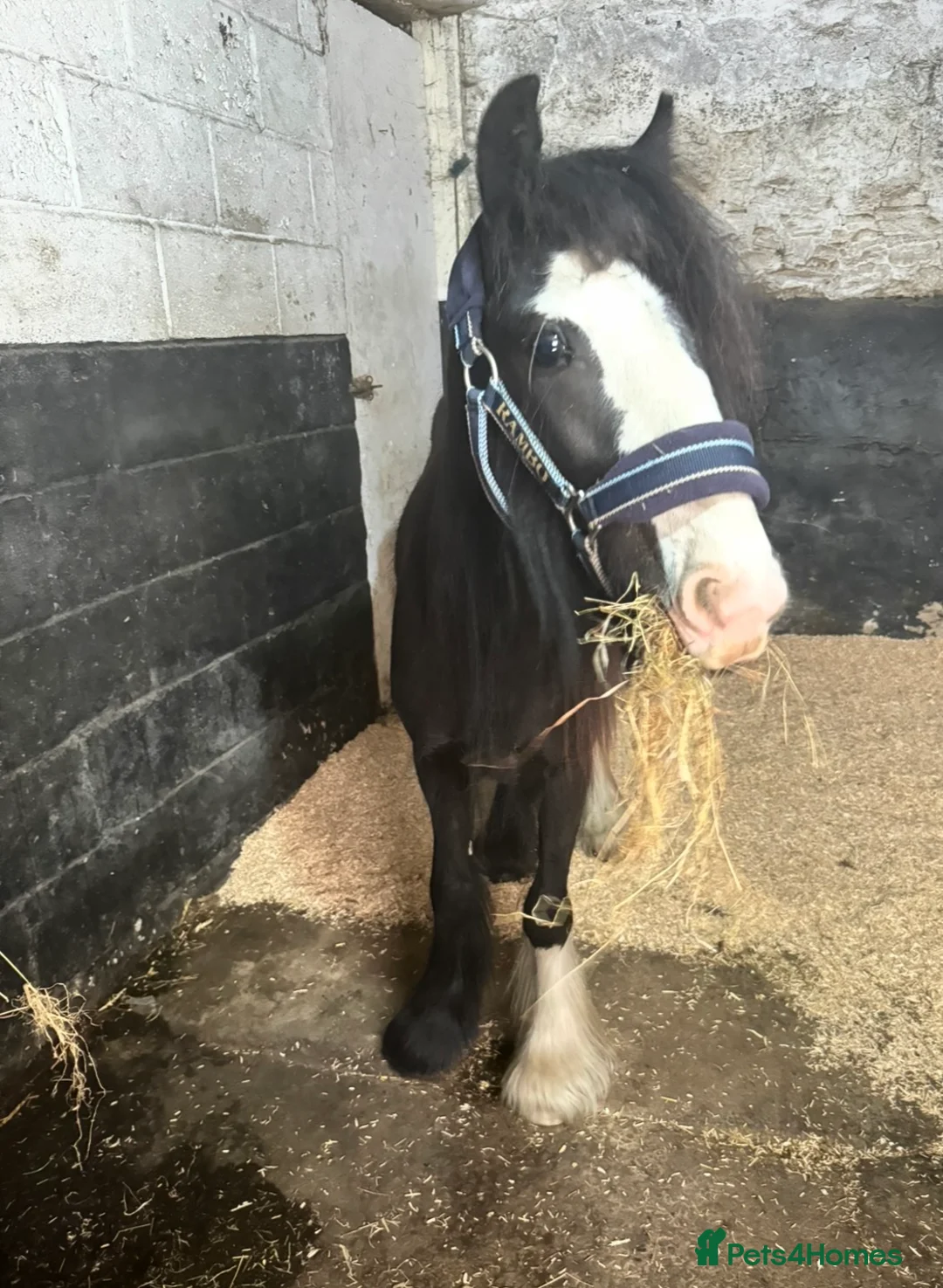 Irish Cob horses for sale: hugo  in Manchester - Advert 4