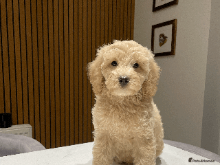 Cockapoo dogs F1b TOY COCKAPOO PUPS - DNA Health Tested!! - Advert 14