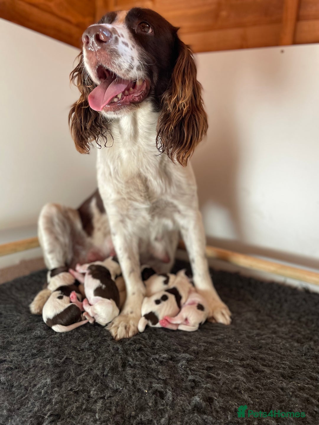 English Springer Spaniel dogs for sale: Working English springer spaniel puppies  - Image 33