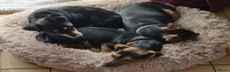 Jack Russell dogs for sale: Black & Tan & Tri-colour Jack Russell Terriers - Advert 4
