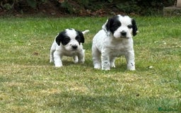 Cocker Spaniel dogs for sale: 1 beautiful boy working cocker spaniels left £650 - Image 29