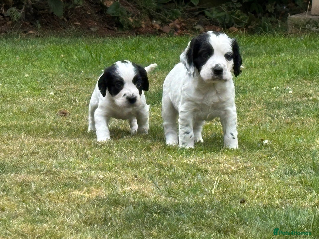 Cocker Spaniel dogs for sale: 1 beautiful boy working cocker spaniels left £650 - Image 29