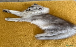 Scottish Fold cats for sale: Adorable Pure Scottish Fold Chinchilla Kittens in South Ockendon - Image 32