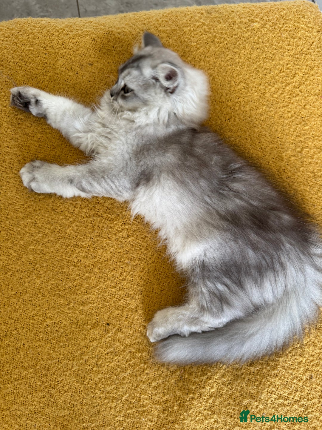 Scottish Fold cats for sale: Adorable Pure Scottish Fold Chinchilla Kittens in South Ockendon - Image 32
