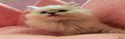Ragdoll cats for sale: TICA Active Registered Ragdoll Kittens - Advert 15