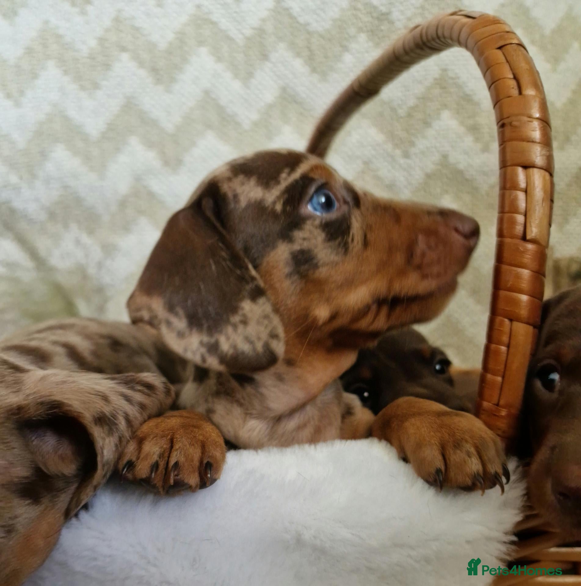 Dachshund dogs KC reg Standard Dachshund Boy - Advert 2
