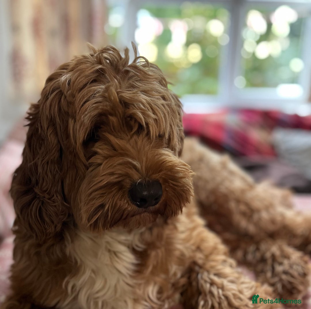 Australian Labradoodle dogs for stud: 100 percentage pure Australian family boy  in Bedford - Image 3
