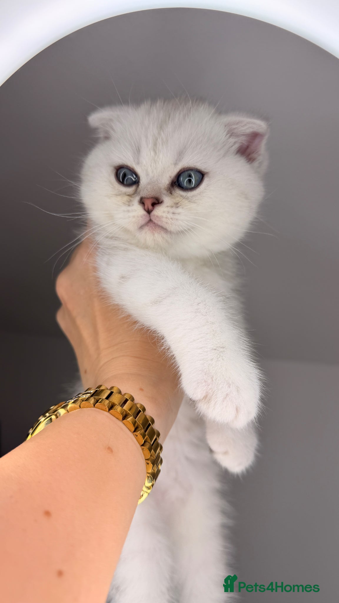 Scottish Fold cats Scottish straight male - Advert 1