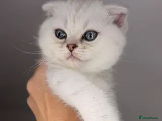 Scottish Fold cats Scottish straight male - Advert 1