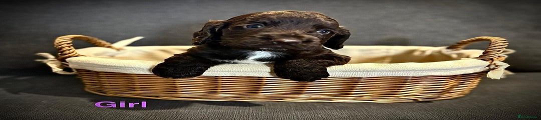 Cocker Spaniel Puppy 7