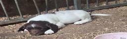 English Springer Spaniel dogs for sale: Farm bred springer spaniel puppies - Advert 5