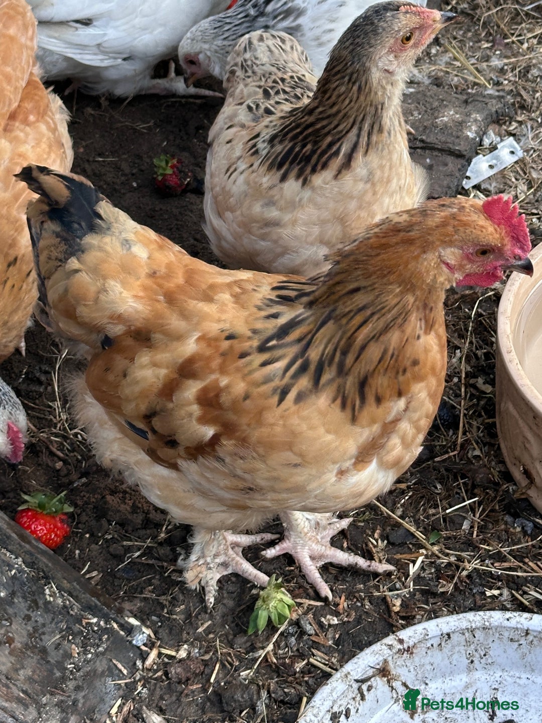 Chickens poultry for sale: Cockerel in Norwich - Image 1