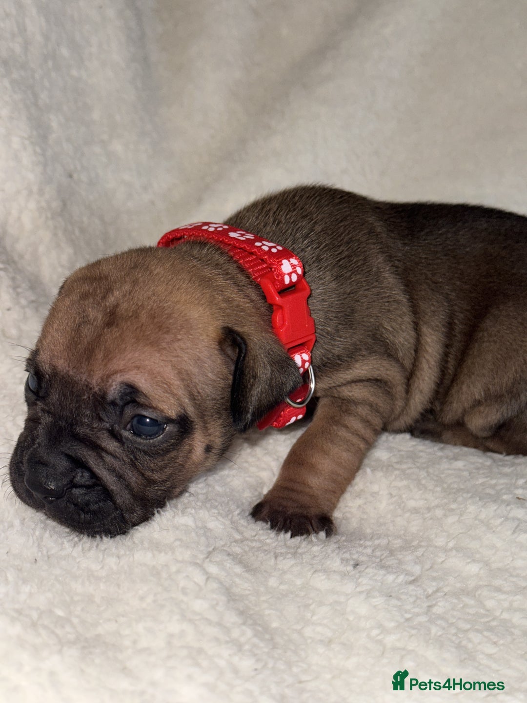 Mixed Breed dogs for sale: Fraffy puppies (staffy x french bulldog) - Advert 4