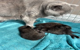 British Shorthair cats for sale: British Shorthair Black - Image 3