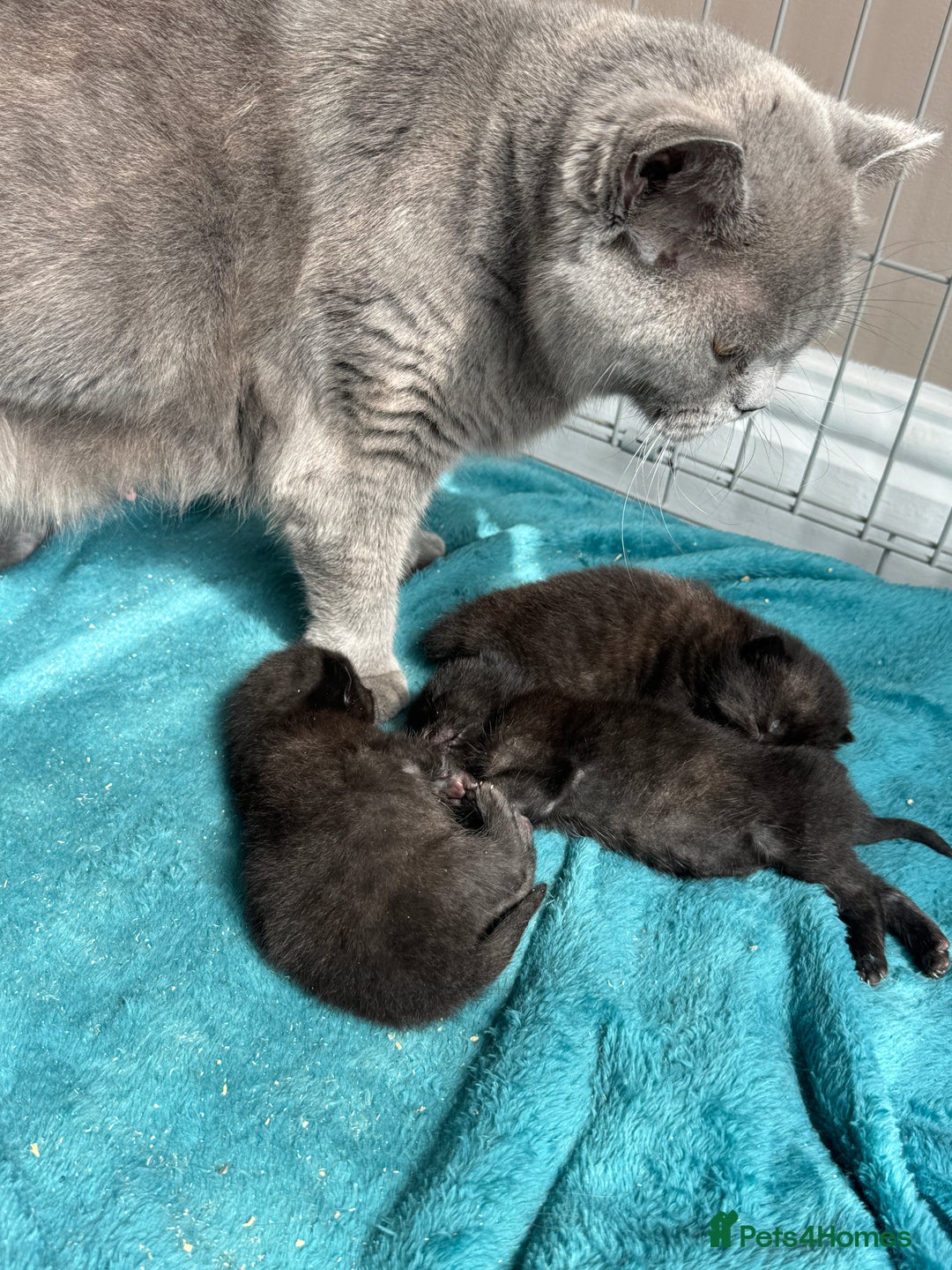 British Shorthair cats for sale: British Shorthair Black - Image 3