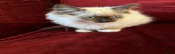 Ragdoll cats for sale: GCCF Registered purebred Ragdoll kittens - Advert 7