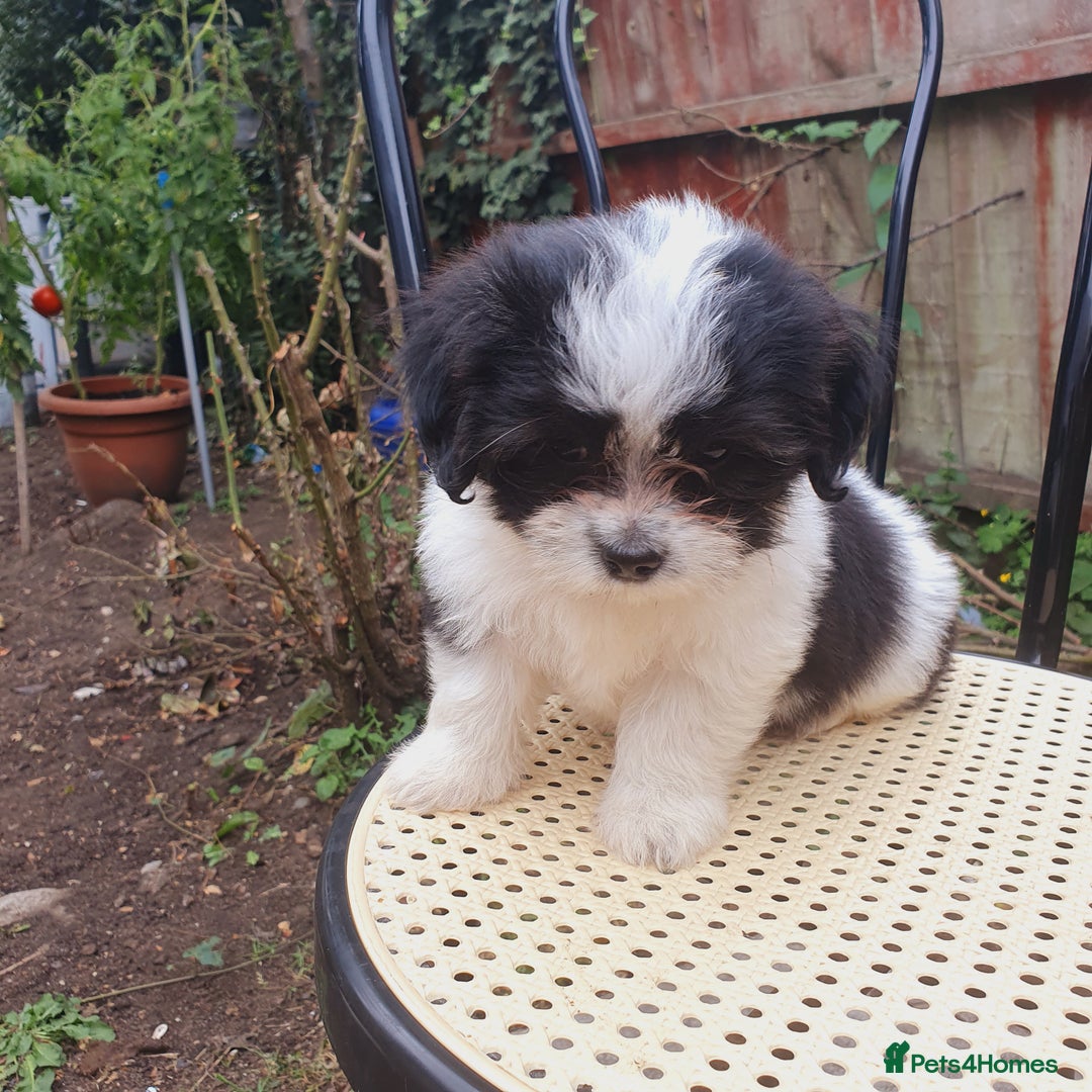 Maltese dogs for sale: Maltese - Image 10
