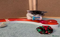 Domestic Shorthair cats for sale: Domestic Shorthair Female Kitten Available Now in Salisbury - Image 13