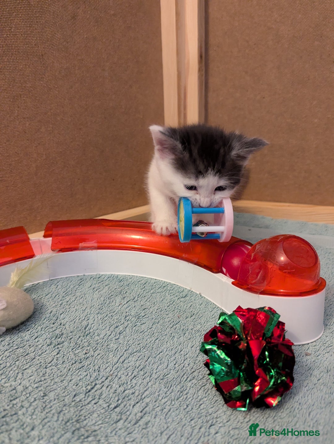 Domestic Shorthair cats for sale: Domestic Shorthair Female Kitten Available Now in Salisbury - Image 13