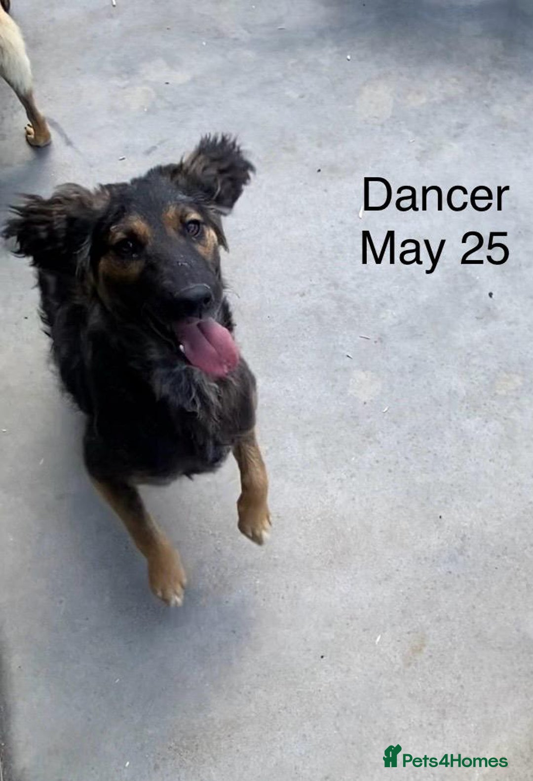 Mixed Breed dogs for adoption: Dancer, Approx 13 months, Available for adoption. - Image 15