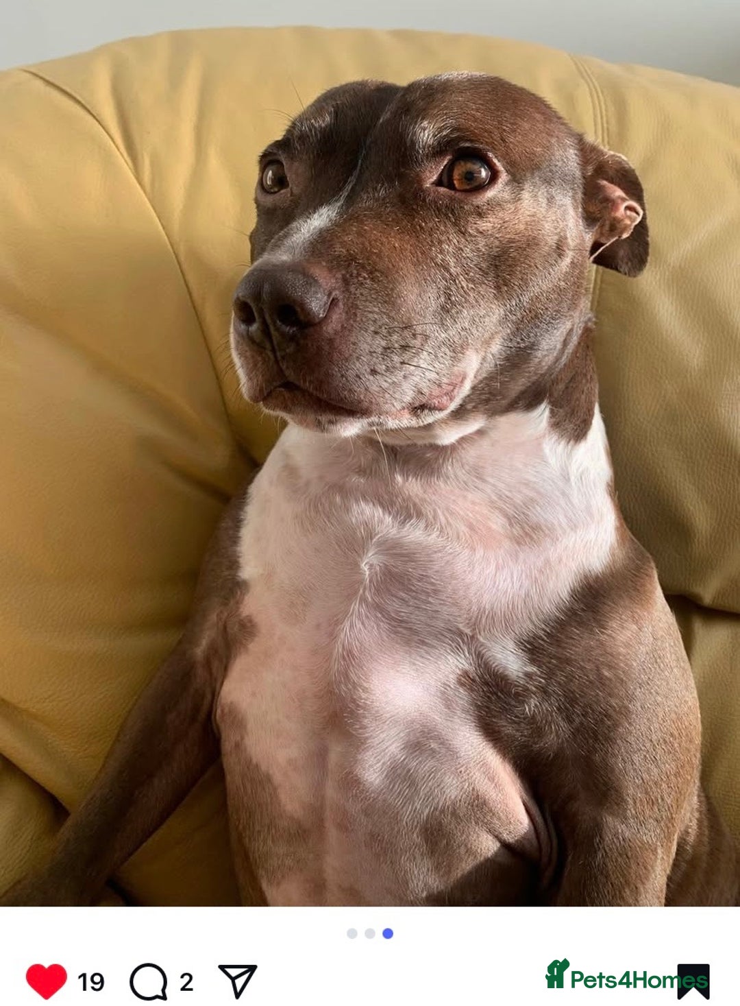 Staffordshire Bull Terrier dogs for sale: Tuffy  - Advert 3