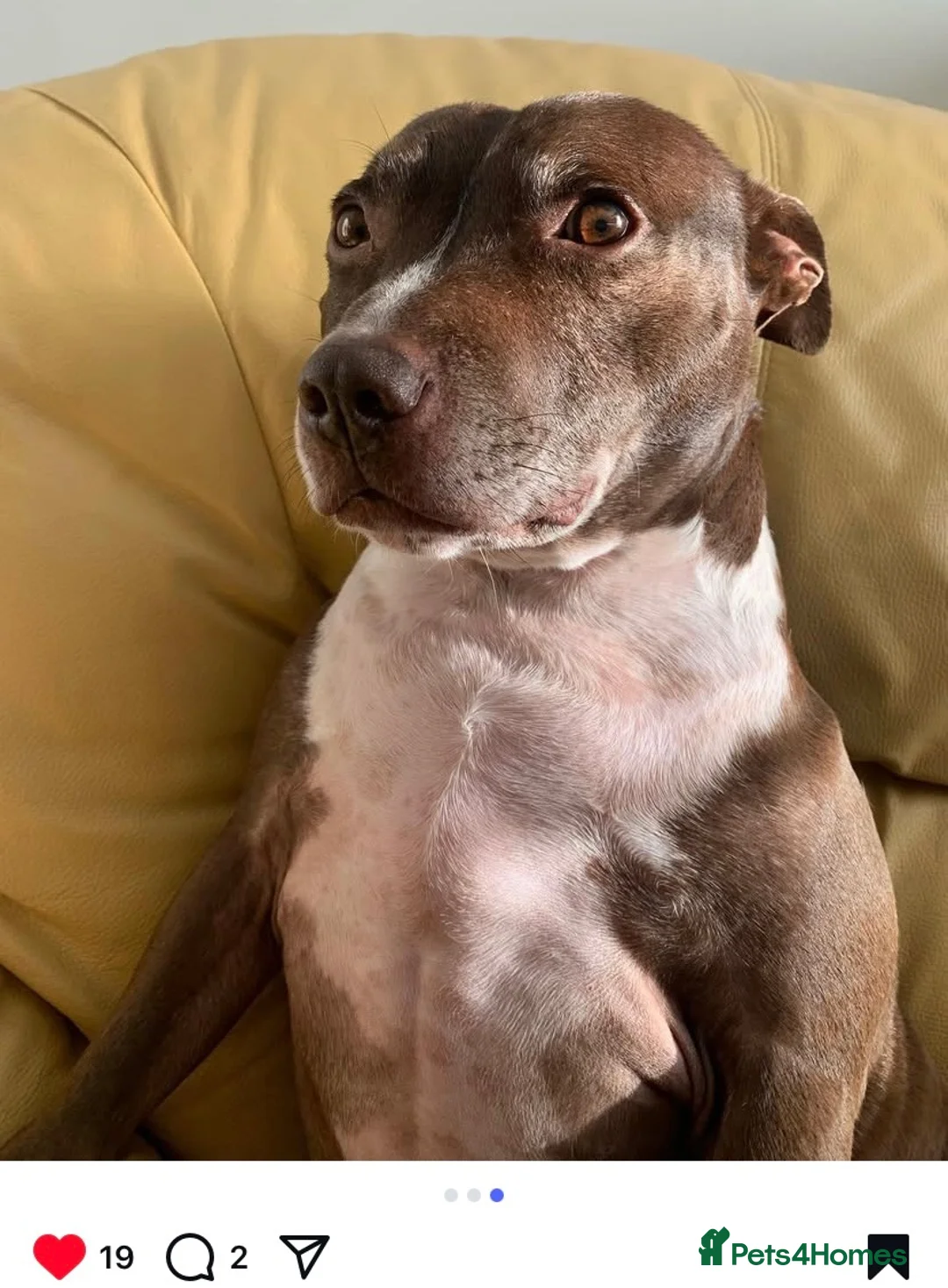 Staffordshire Bull Terrier dogs for sale: Tuffy  - Advert 3