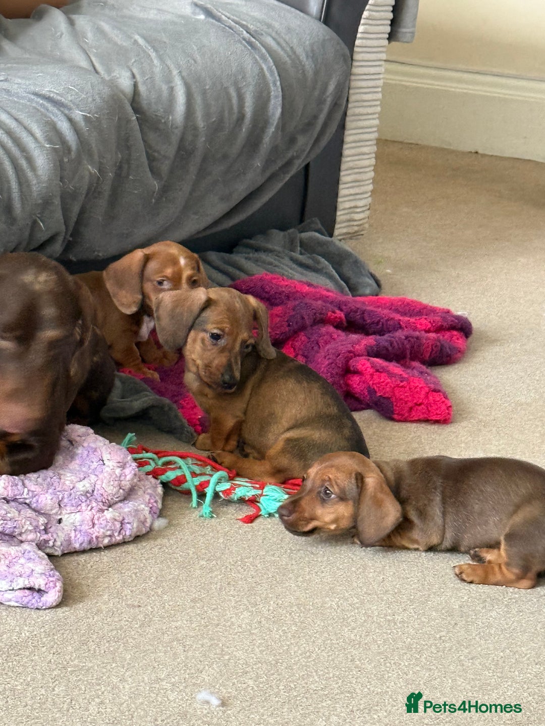 Miniature Dachshund dogs for sale: 5 miniature dachshund puppies  - Image 33