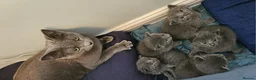 Russian Blue cats for sale: Pure Bred Russian Blue Kittens - Advert 19
