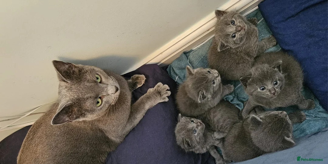 Russian Blue cats for sale: Pure Bred Russian Blue Kittens - Advert 19