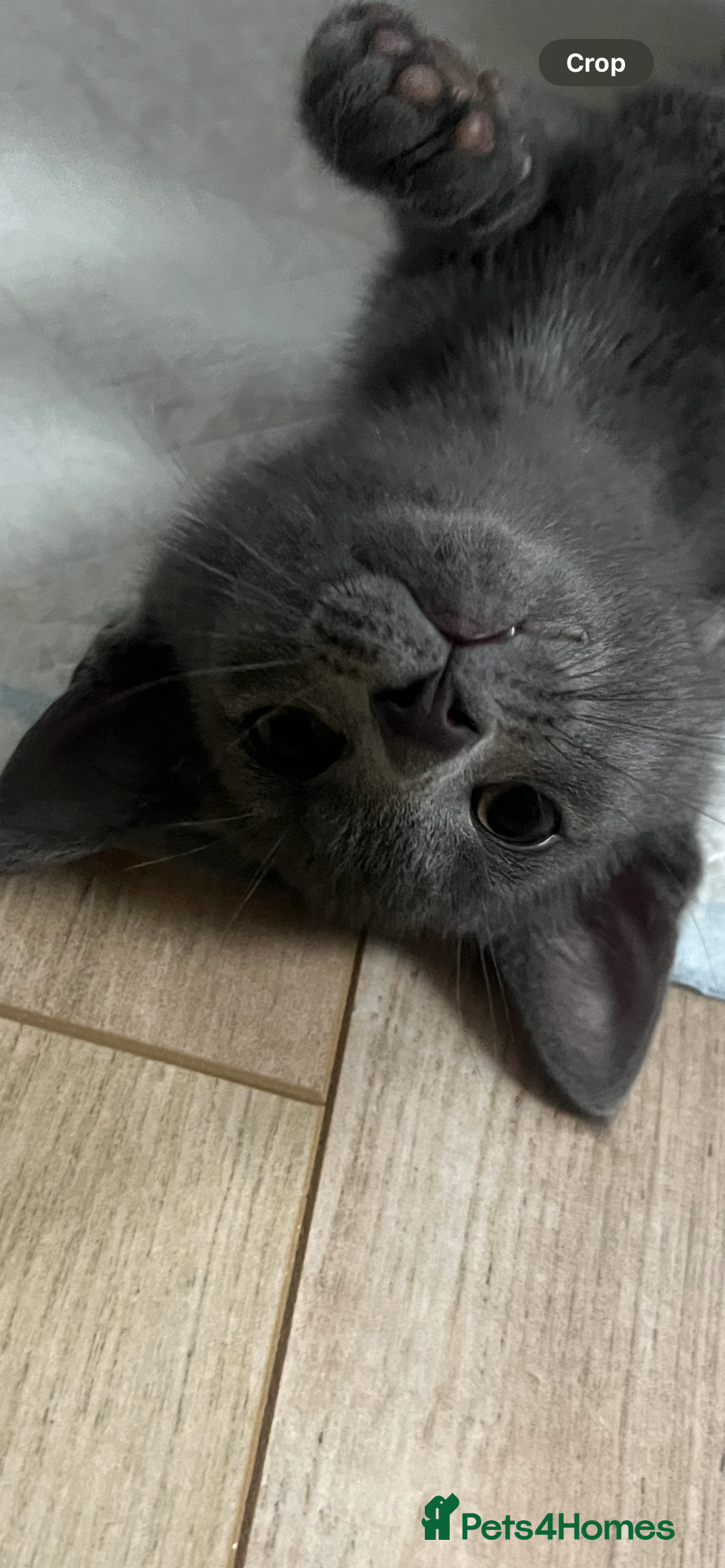 Siamese cats for sale: Beautiful Siamese-Linked Kittens Ready Soon 🐾🤎 - Advert 10