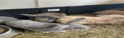 Mini Lion Lop rabbits for sale: Mini lion lop rabbits for sale - Advert 4