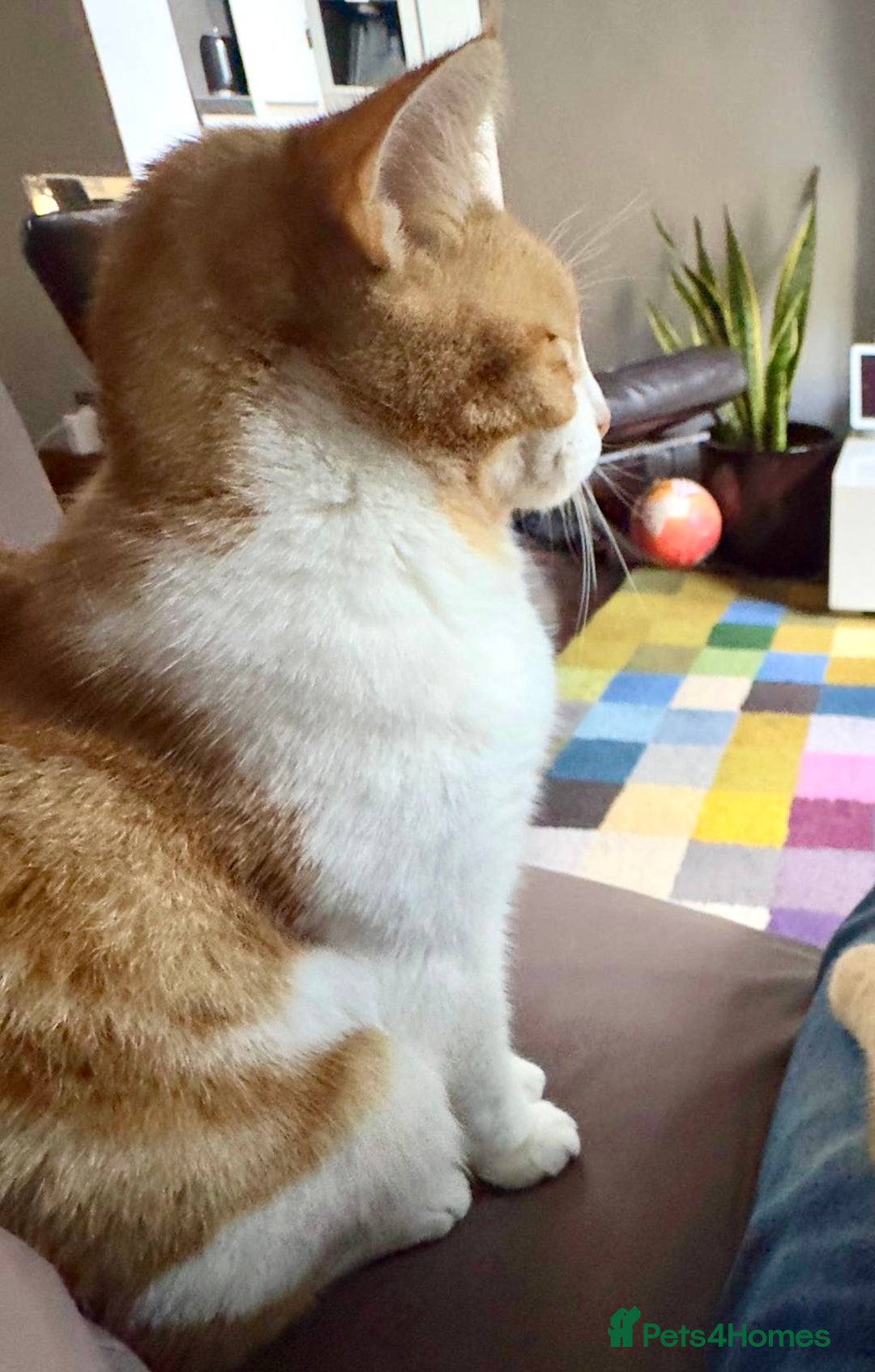 British Shorthair cats for sale: Spice - Advert 10