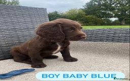 Sprocker dogs for sale: Last 2 girls available chocolate Sprockers - Image 9