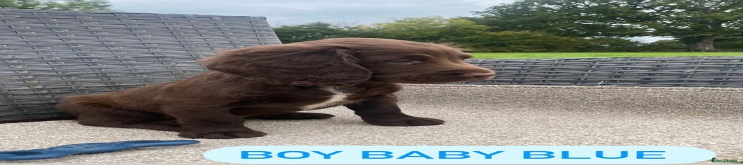 Sprocker Puppy 3