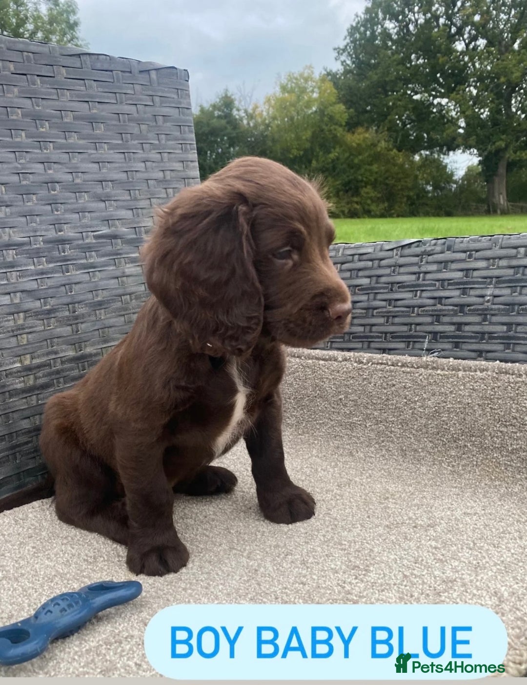 Sprocker dogs for sale: Last 2 girls available chocolate Sprockers - Image 9