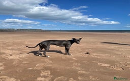 Whippet dogs for stud: Striking blue whippet stud in Banbury - Image 2