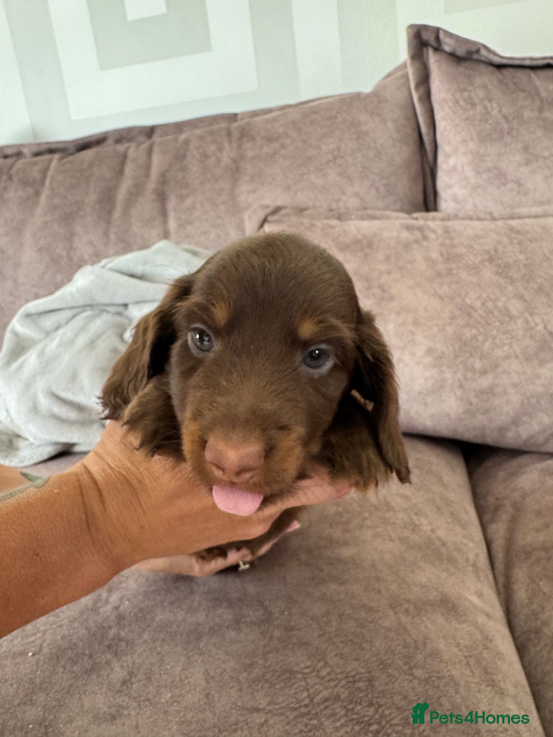 Miniature Dachshund dogs for sale: Long haired miniture dachshund  - Image 10